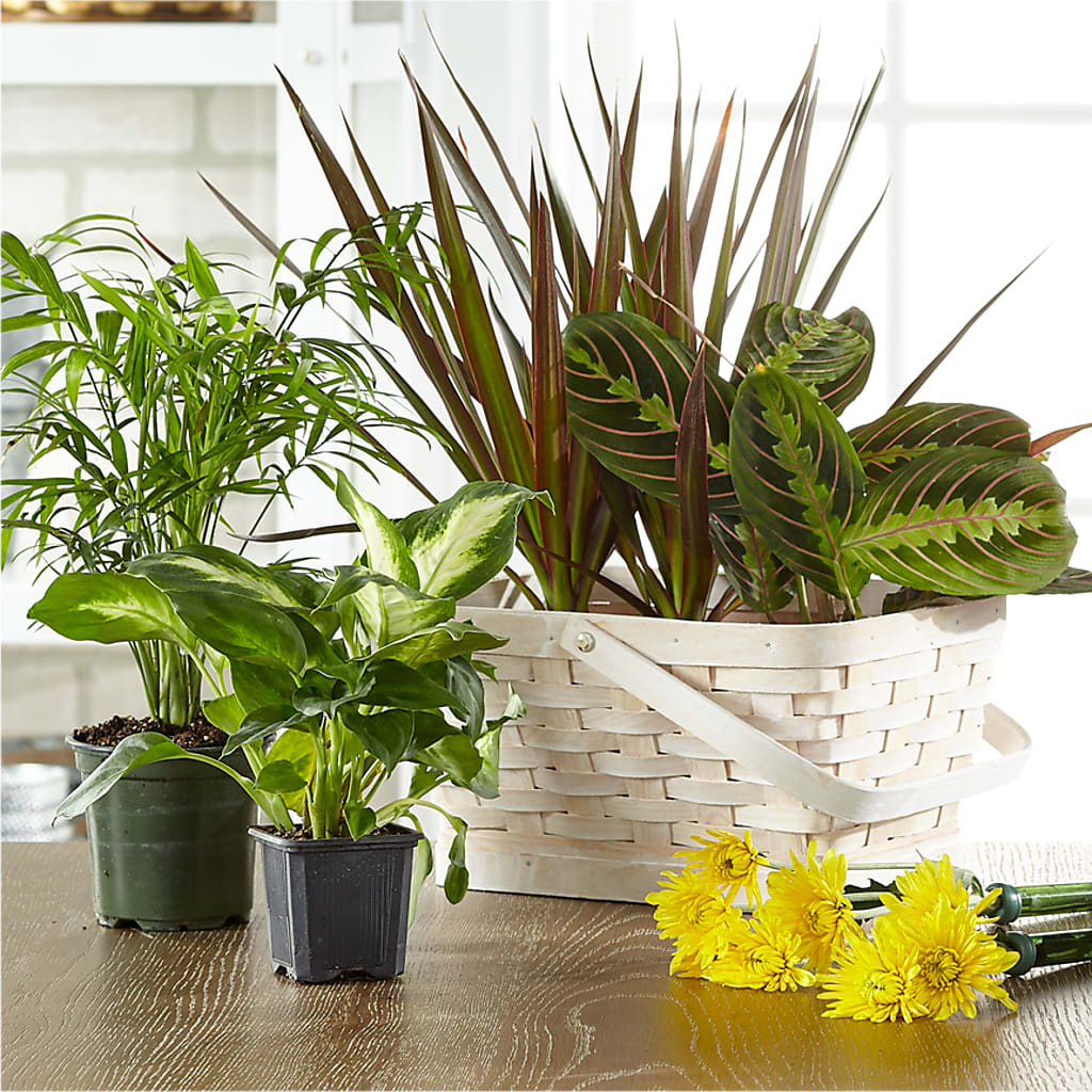 Florist Designed Blooming and Green Plants in a Basket – Carisma Florists, Mississauga ON