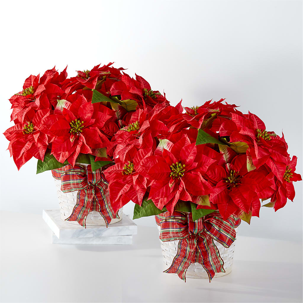 Happiest Holidays Poinsettia Bundle – Carisma Florists, Mississauga ON