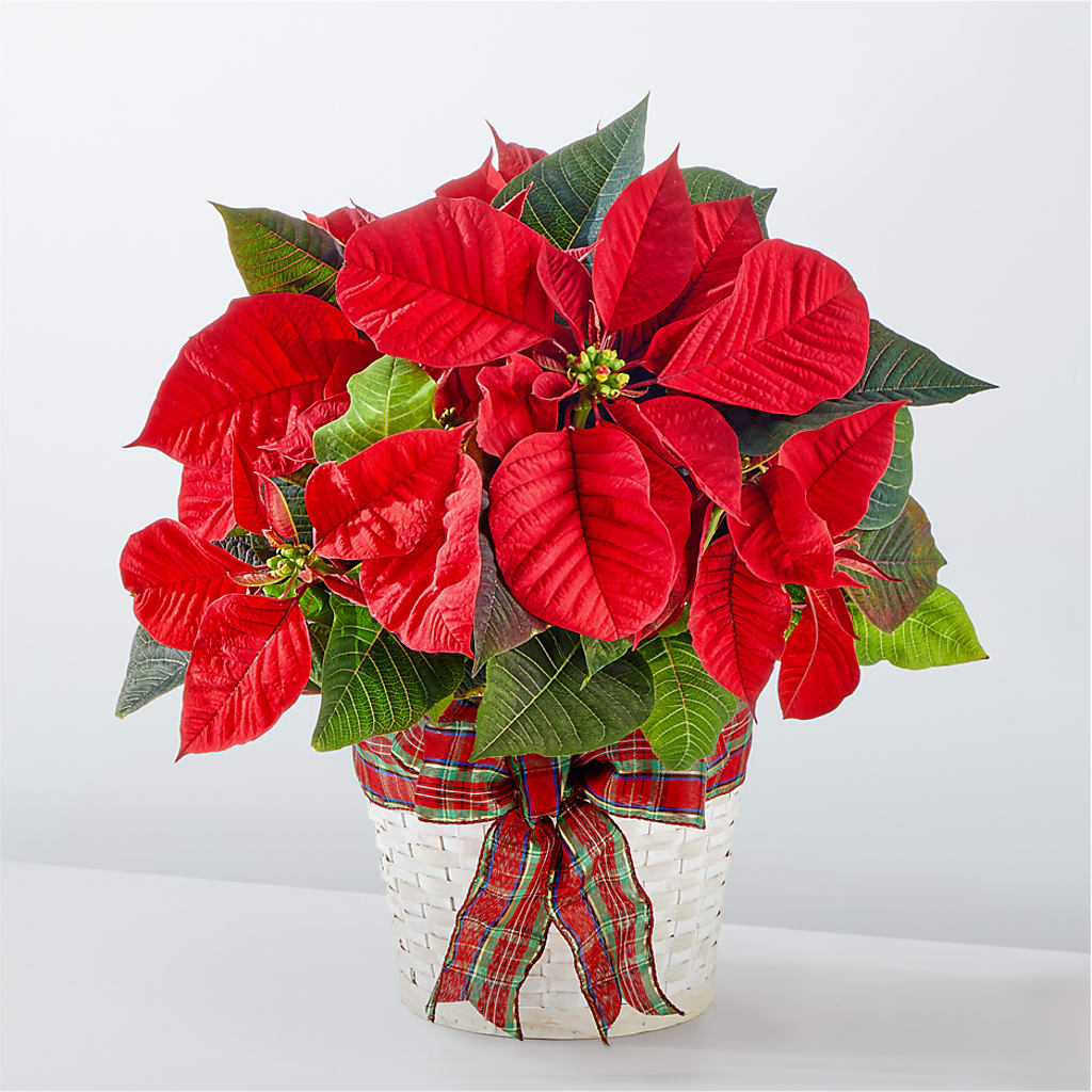 Happiest Holidays Poinsettia – Carisma Florists, Mississauga ON
