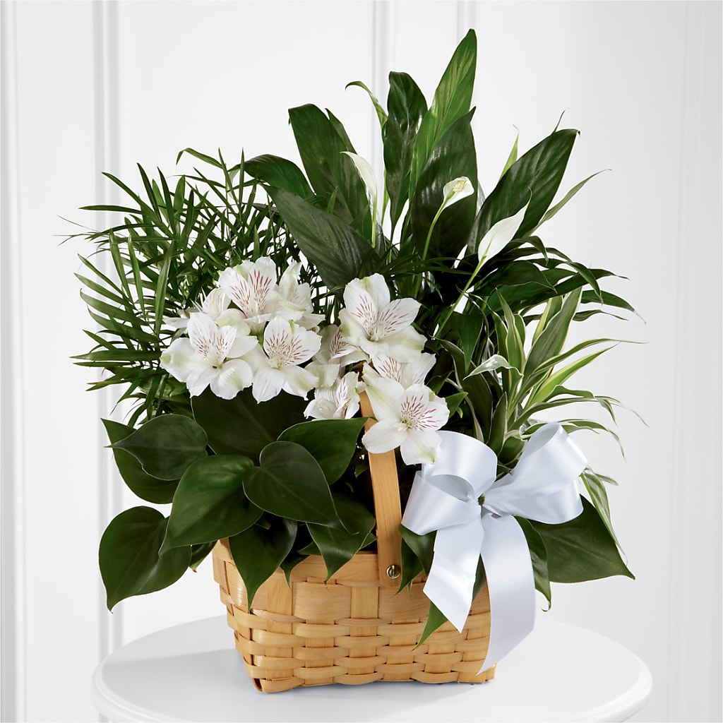 Peace & Serenity Dishgarden – Carisma Florists, Mississauga ON
