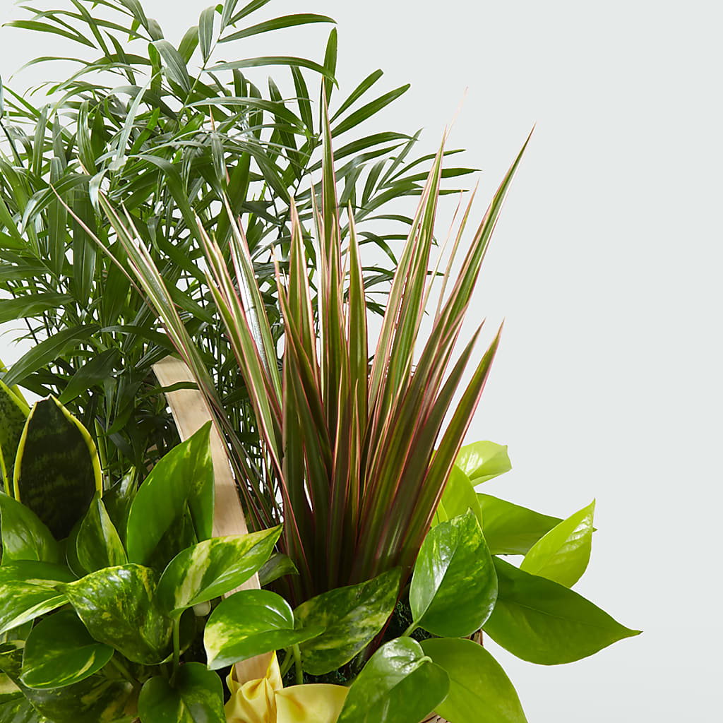 French Garden – Carisma Florists, Mississauga ON