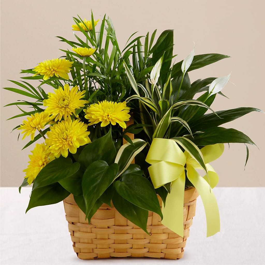 Loving Light Dishgarden – Carisma Florists, Mississauga ON