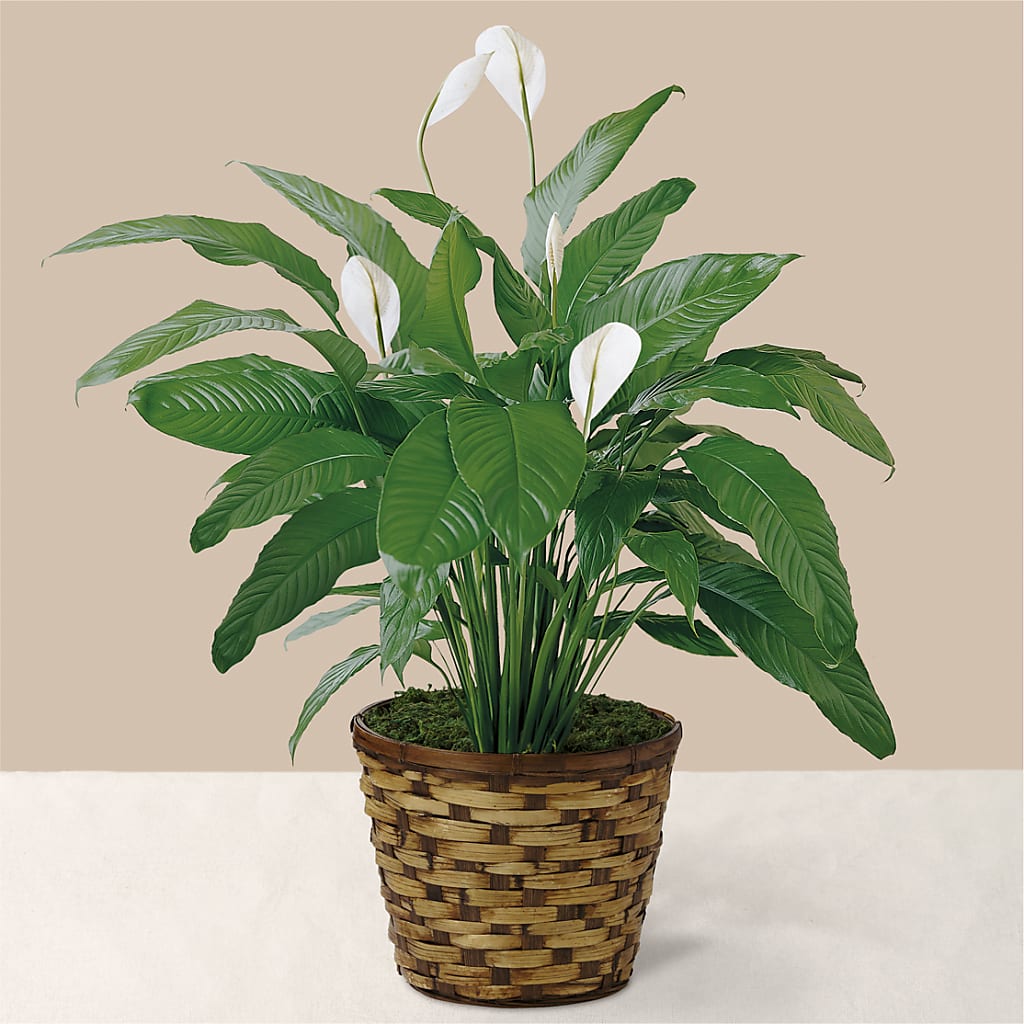 Tranquil Moments Peace Lily Plant – Carisma Florists, Mississauga ON