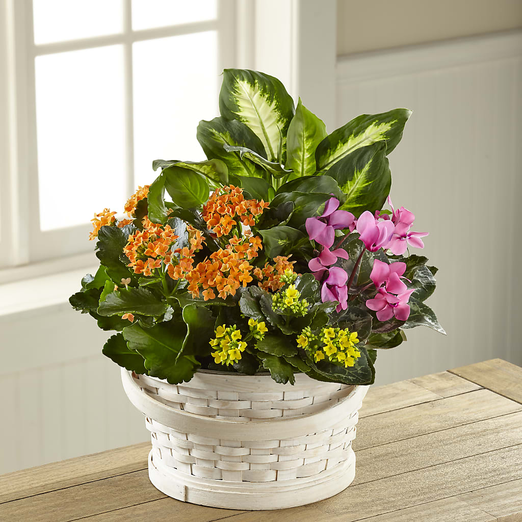 Color Crush Dishgarden – Carisma Florists, Mississauga ON