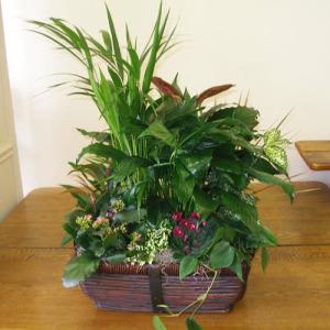 Carisma Florists® Florist Designed Blooming & Green Plants CF-18 – Carisma Florists, Mississauga ON