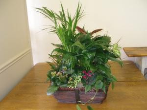 Carisma Florists® Dish Garden CF-32 – Carisma Florists, Mississauga ON