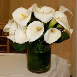 Fleuristes Carisma® Amazonas