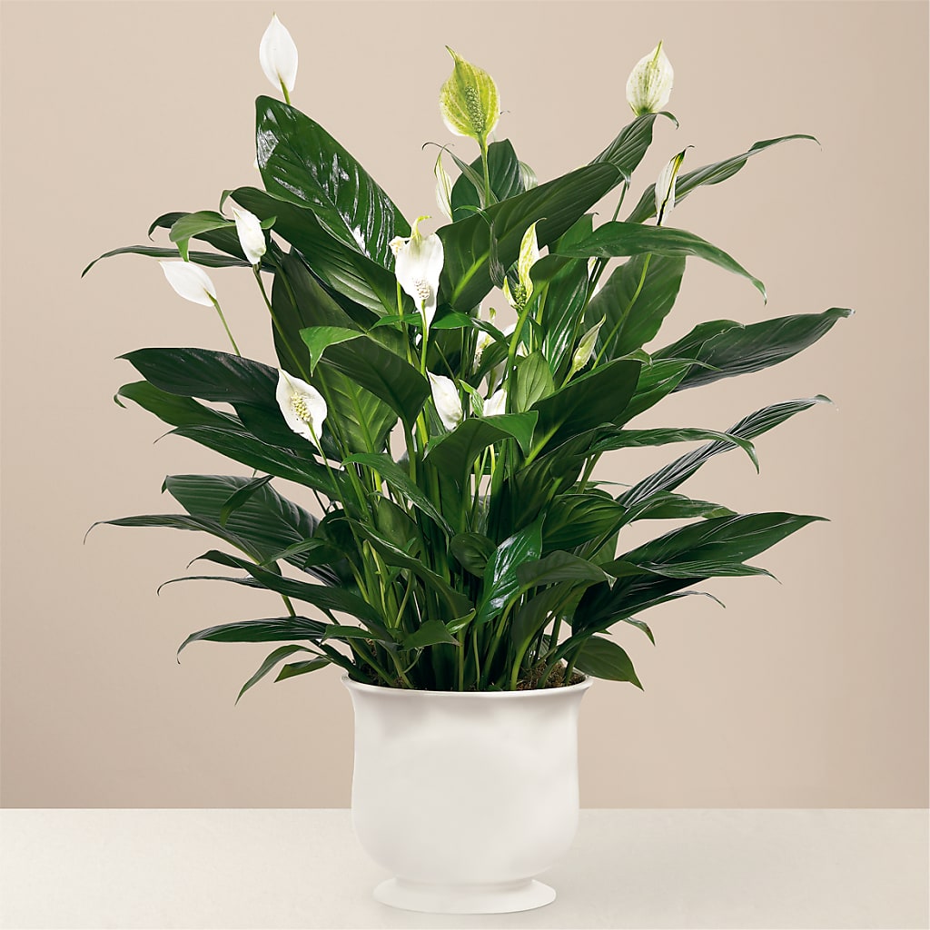 Comfort Planter – Carisma Florists, Mississauga ON