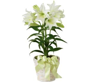 EASTER LILY – Carisma Florists, Mississauga ON