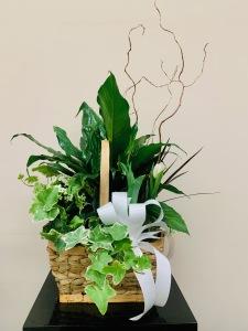 ASSORTED PLANTER – Carisma Florists, Mississauga ON