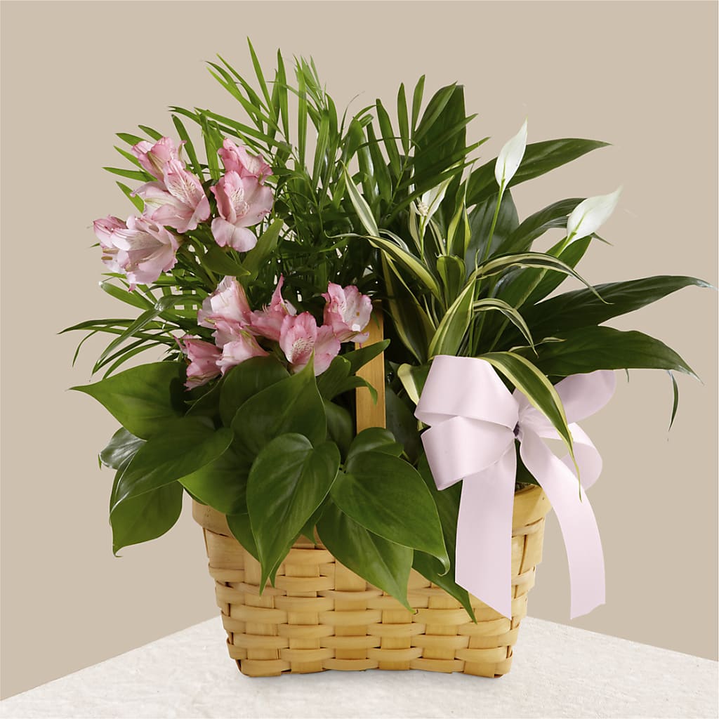 Living Spirit Dishgarden – Carisma Florists, Mississauga ON