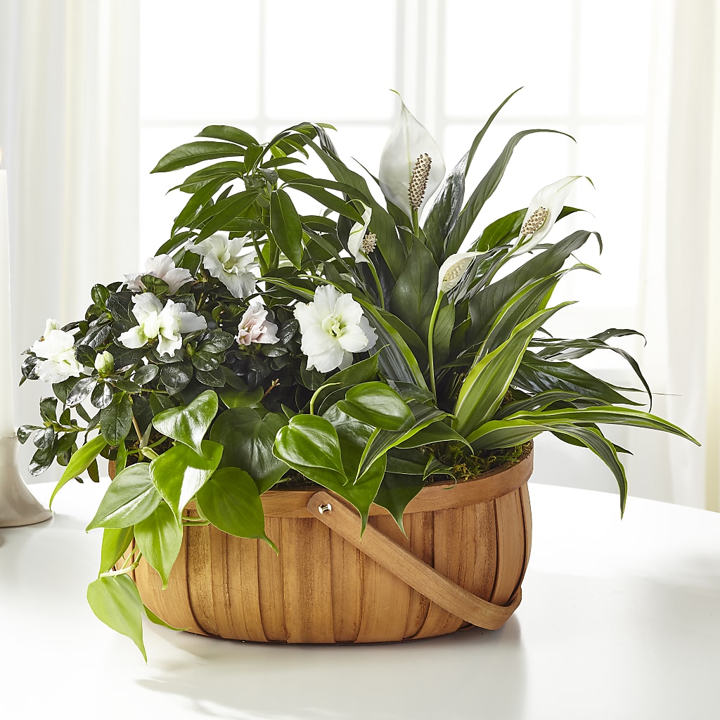 Serene Dishgarden – Carisma Florists, Mississauga ON