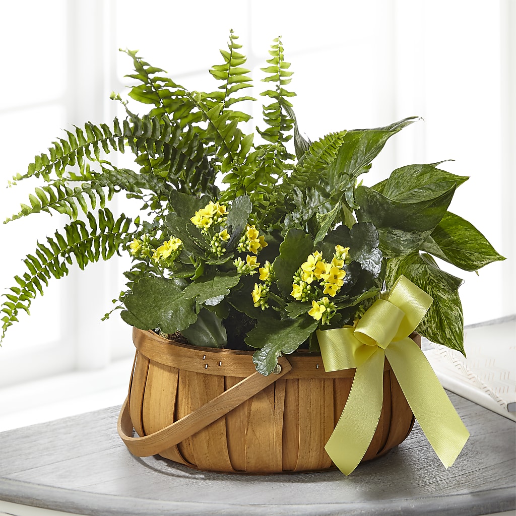 Always Dear Dishgarden – Carisma Florists, Mississauga ON