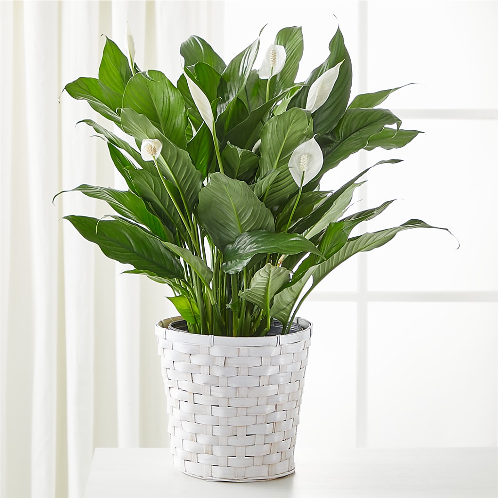A New Leaf Peace Lily – Carisma Florists, Mississauga ON