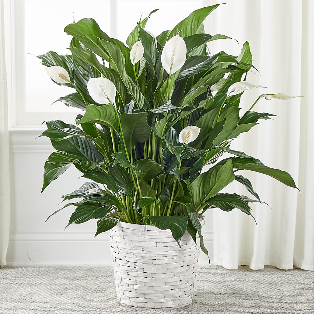 A New Leaf Peace Lily – Carisma Florists, Mississauga ON