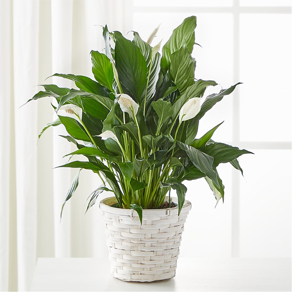 A New Leaf Peace Lily – Carisma Florists, Mississauga ON