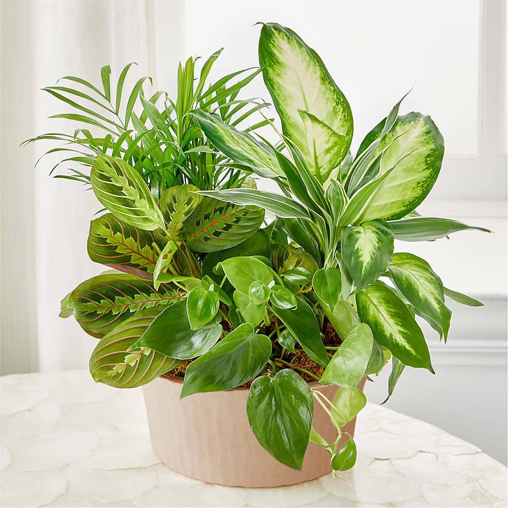 Balance & Harmony Dishgarden – Carisma Florists, Mississauga ON
