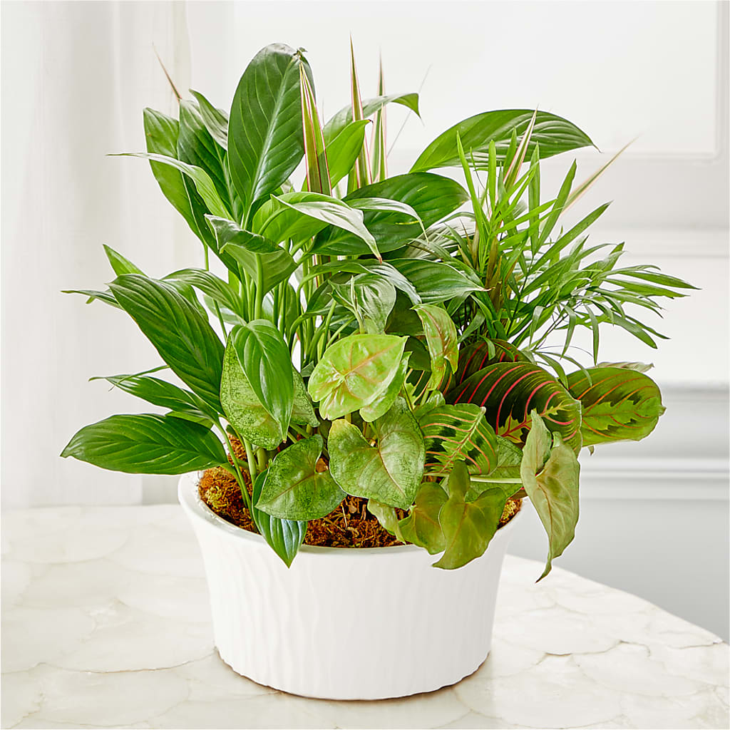 Balance & Harmony Dishgarden – Carisma Florists, Mississauga ON