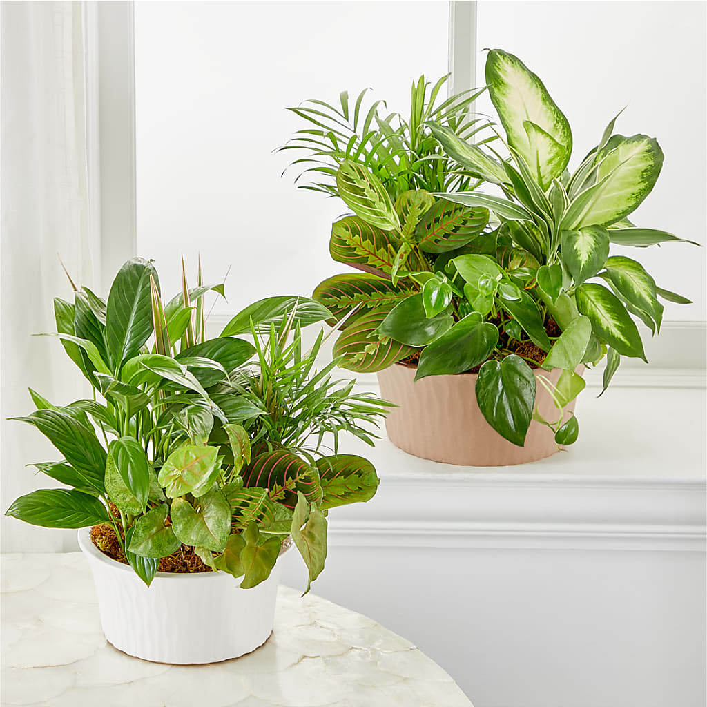 Balance & Harmony Dishgarden – Carisma Florists, Mississauga ON