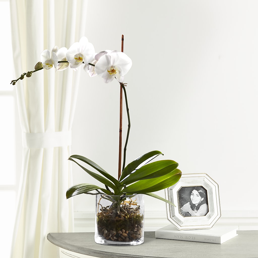 White Orchid Planter – Carisma Florists, Mississauga ON