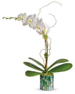 Teleflora's Stained Glass Orchid – Carisma Florists, Mississauga ON