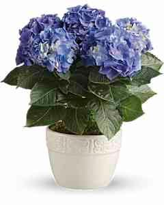 Happy Hydrangea - Blue – Carisma Florists, Mississauga ON