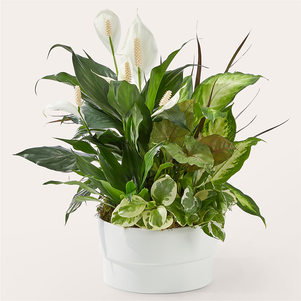 Radiating Positivity Dishgarden – Carisma Florists, Mississauga ON