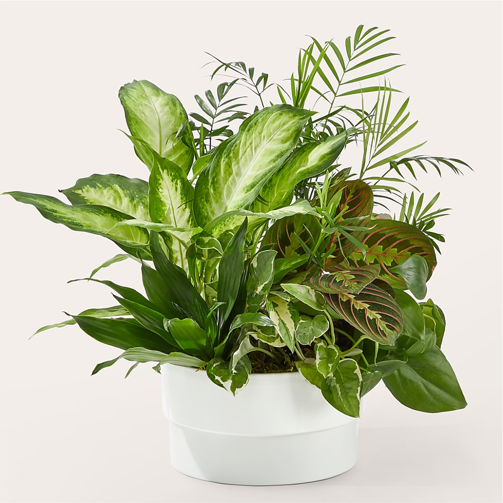 Radiating Positivity Dishgarden – Carisma Florists, Mississauga ON