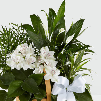 Peace & Serenity Dishgarden –  Carisma Florists, Mississauga ON