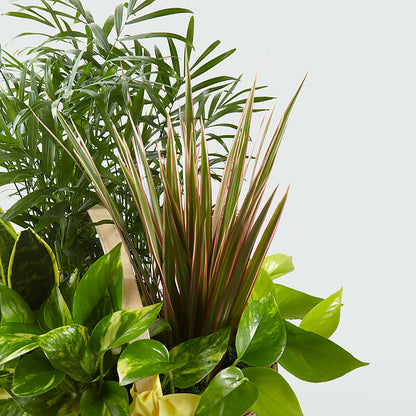 French Garden –  Carisma Florists, Mississauga ON