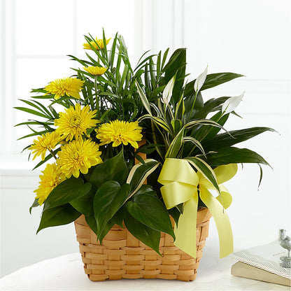 Loving Light Dishgarden –  Carisma Florists, Mississauga ON