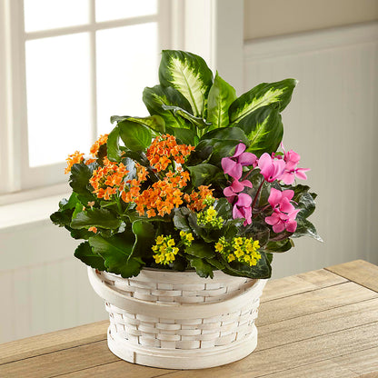 Color Crush Dishgarden –  Carisma Florists, Mississauga ON