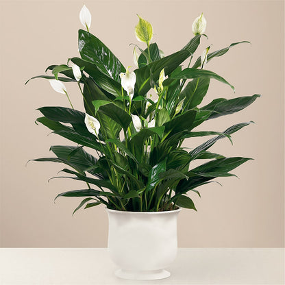 Comfort Planter –  Carisma Florists, Mississauga ON