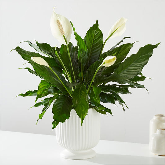 Comfort Planter –  Carisma Florists, Mississauga ON