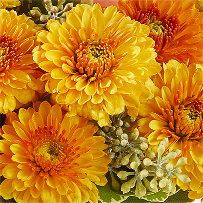 Peachy Pumpkin –  Carisma Florists, Mississauga ON