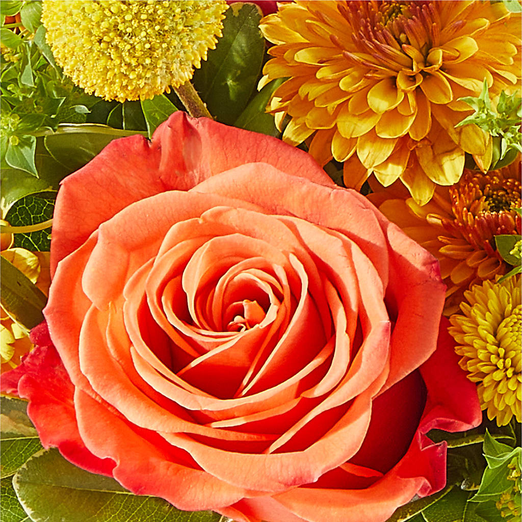 Gourdgeous Pumpkin –  Carisma Florists, Mississauga ON