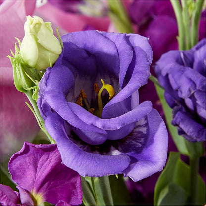 Twilight Glow Bouquet –  Carisma Florists, Mississauga ON