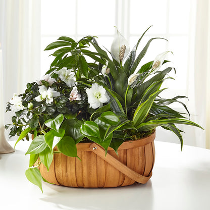 Serene Dishgarden –  Carisma Florists, Mississauga ON