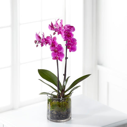 Pink Orchid Plant –  Carisma Florists, Mississauga ON