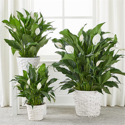 A New Leaf Peace Lily –  Carisma Florists, Mississauga ON