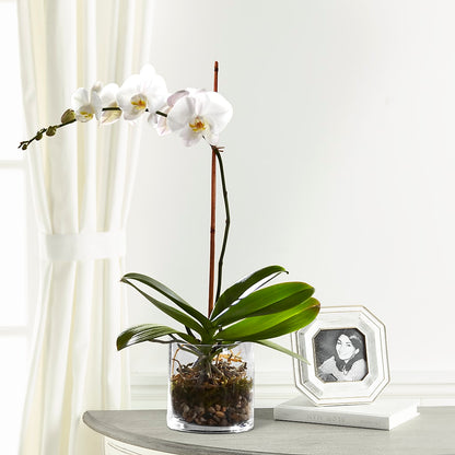 White Orchid Planter –  Carisma Florists, Mississauga ON