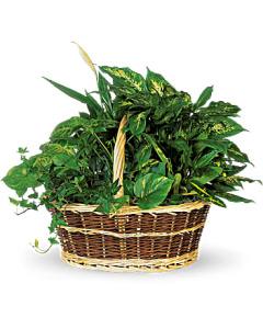 Large Basket Garden –  Carisma Florists, Mississauga ON
