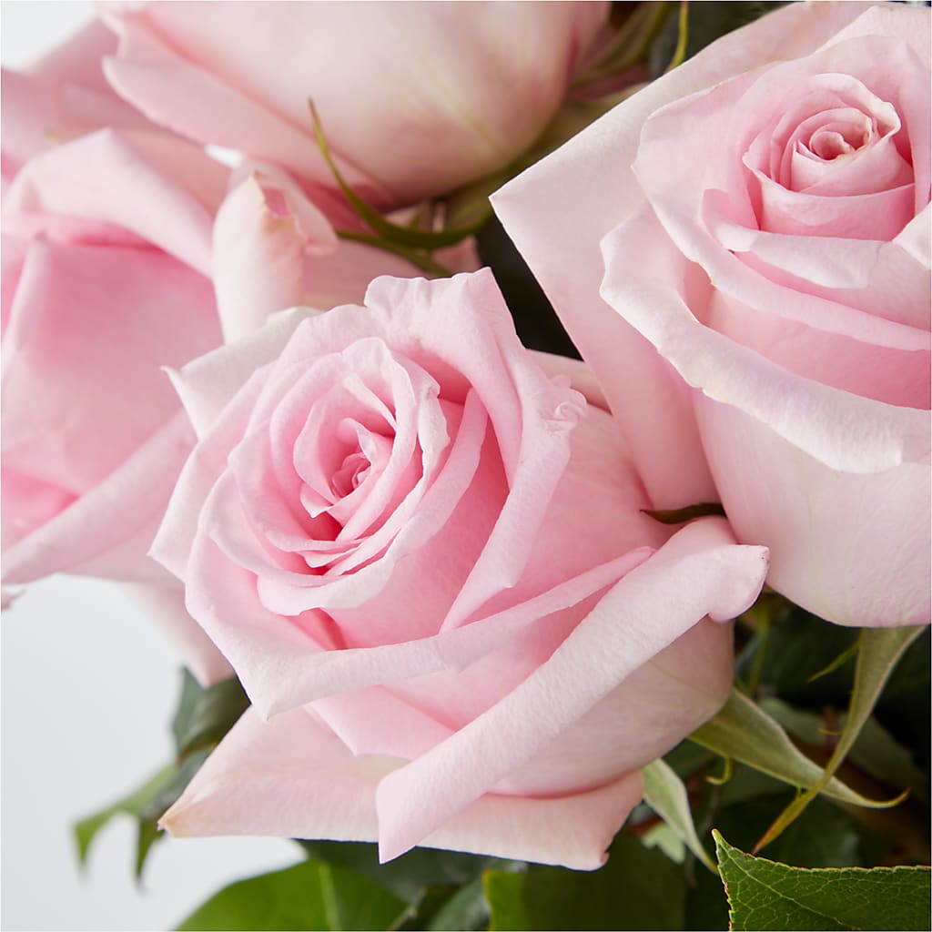 Picture Perfect Pink Rose Bouquet –  Carisma Florists, Mississauga ON