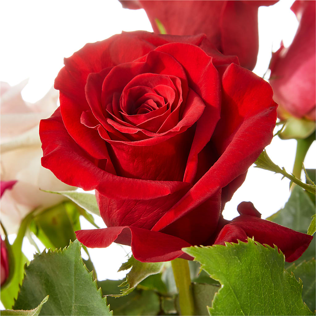 Love Notes Rose Bouquet –  Carisma Florists, Mississauga ON