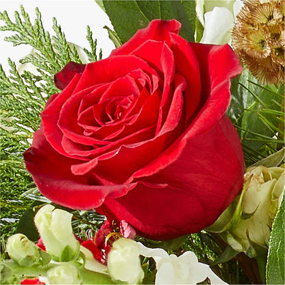 Deck the Halls Bouquet –  Carisma Florists, Mississauga ON